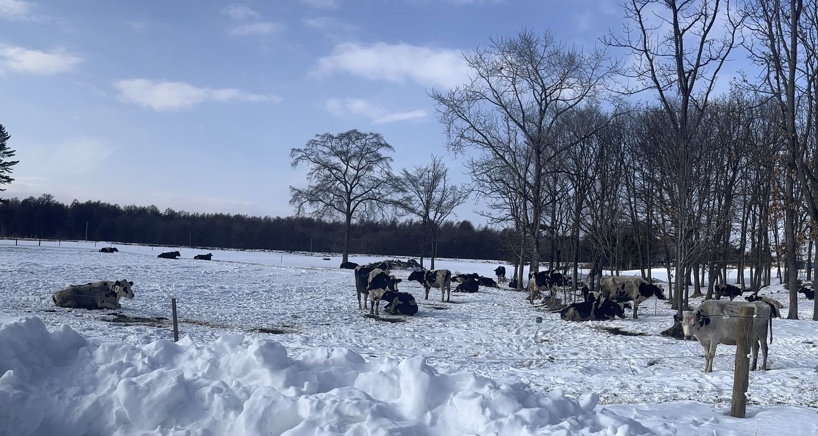 雪の積もった放牧地で過ごす牛たち