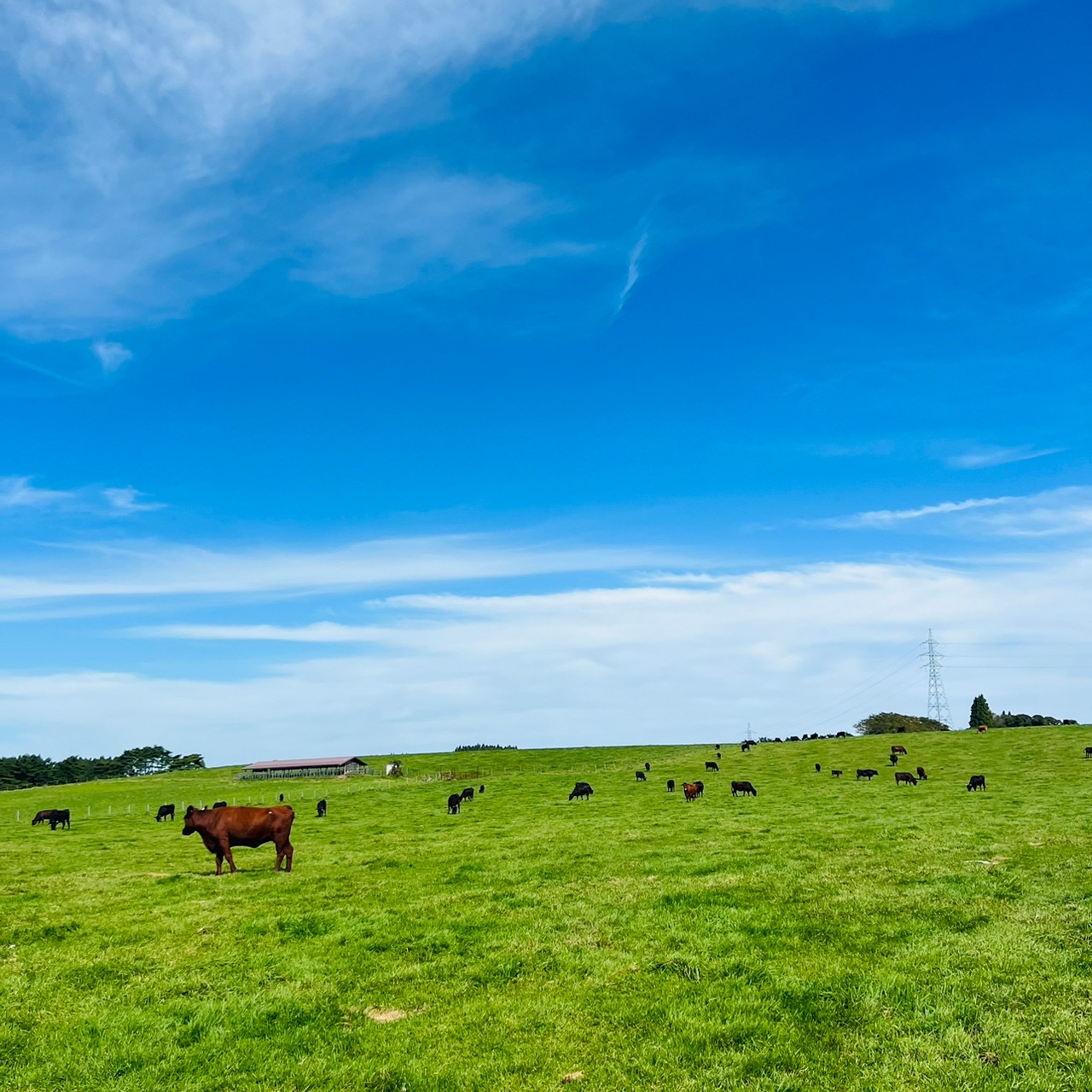 SASAKI FARMの写真