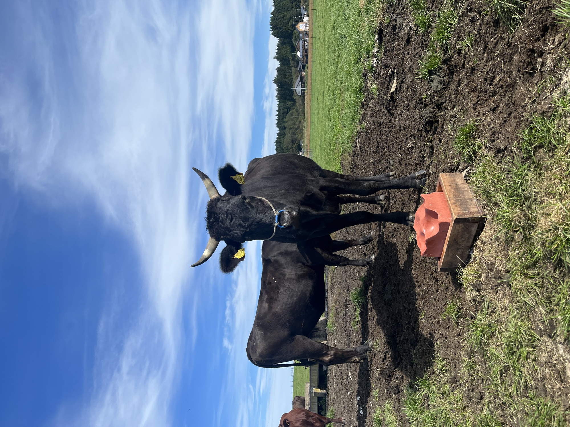 北東北で古くから飼われてきた日本短角牛