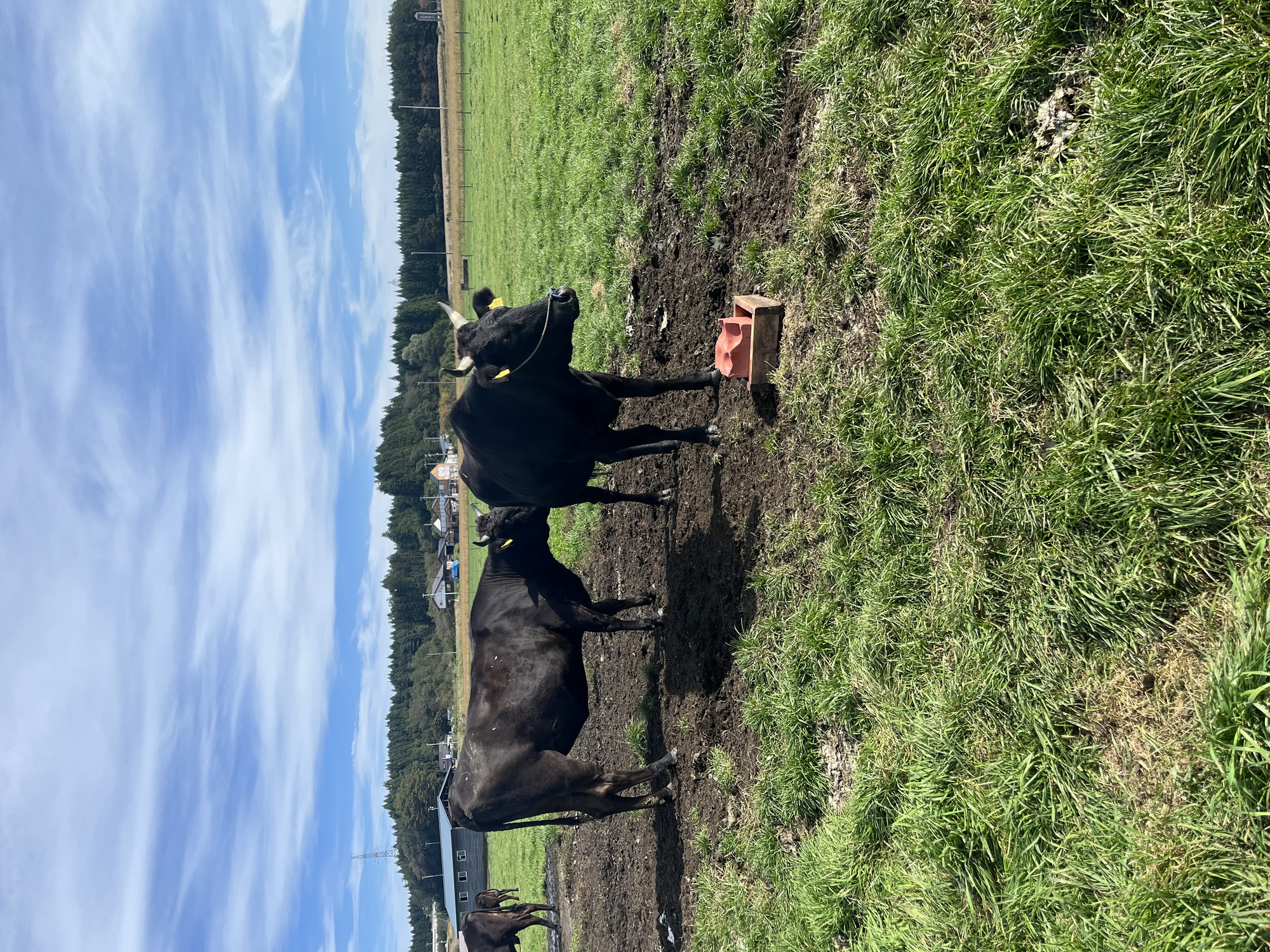 SASAKI FARMの写真