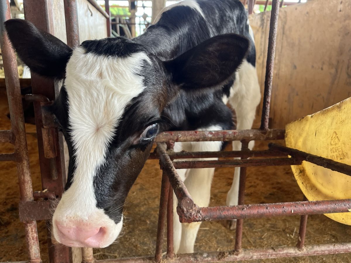 寄ってきた子牛🐮