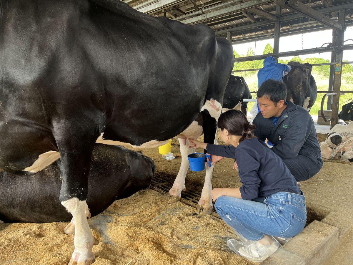 乳搾り体験🐮