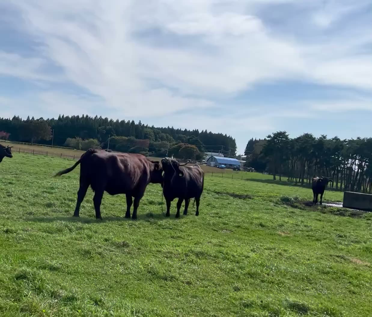 SASAKI FARMの写真(動画)