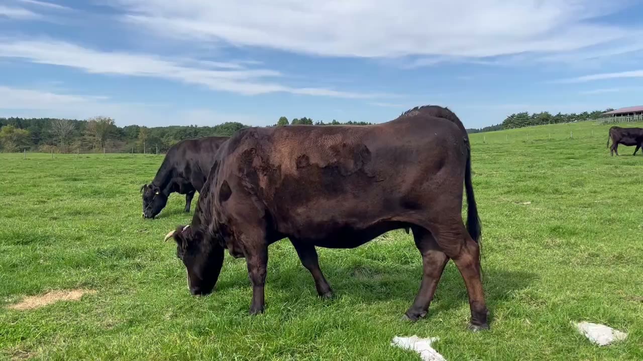 SASAKI FARMの写真(動画)