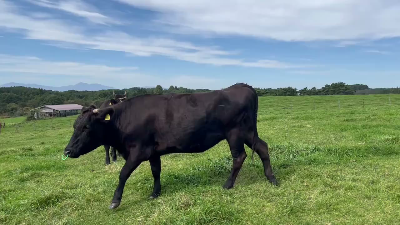 SASAKI FARMの写真(動画)