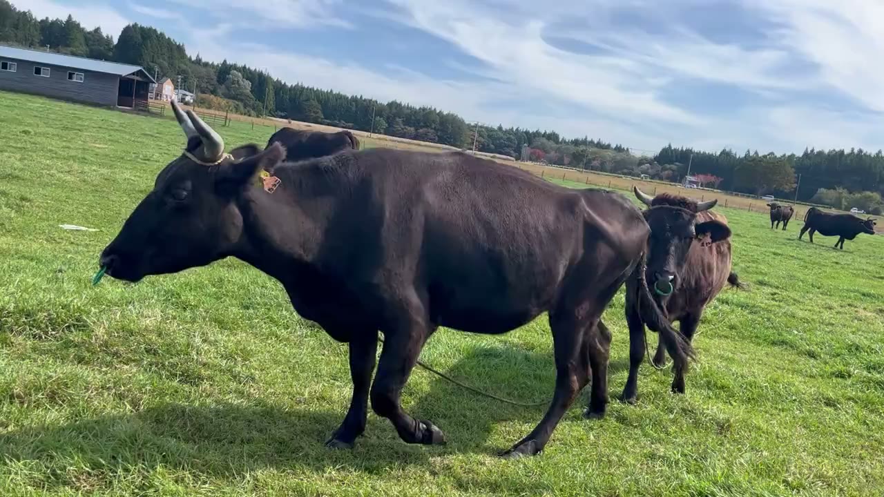 SASAKI FARMの写真(動画)