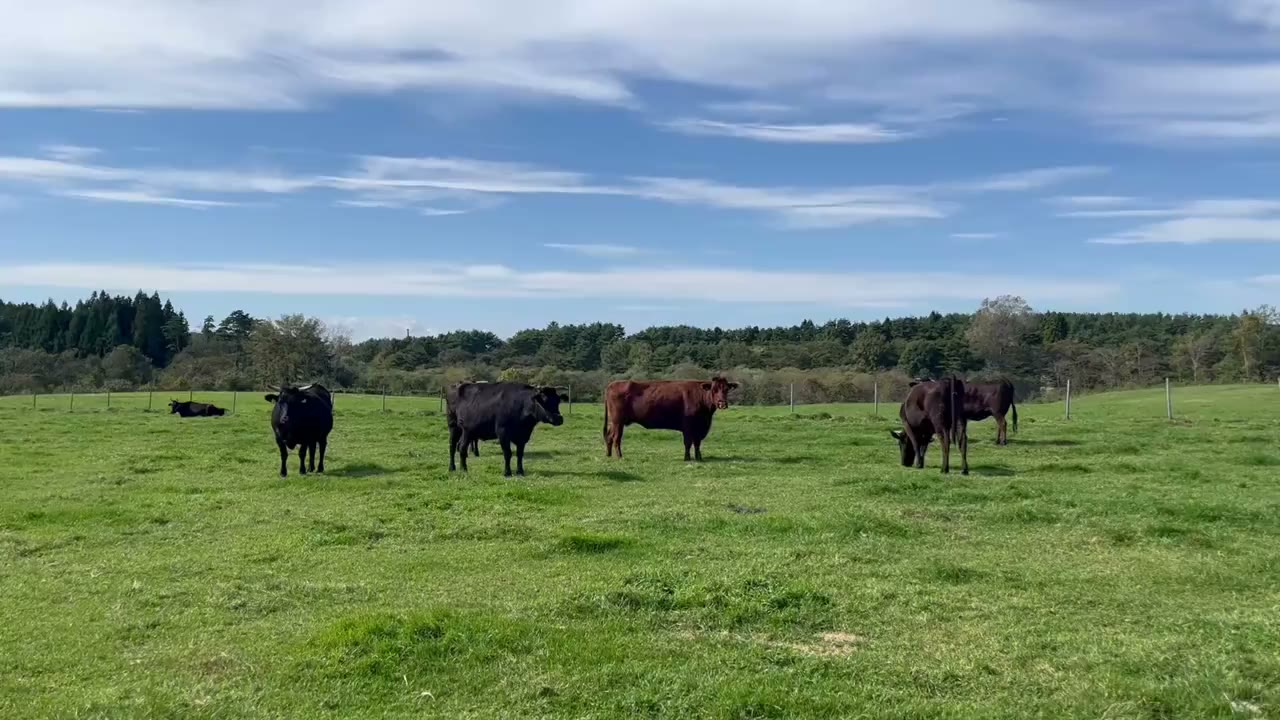 SASAKI FARMの写真(動画)