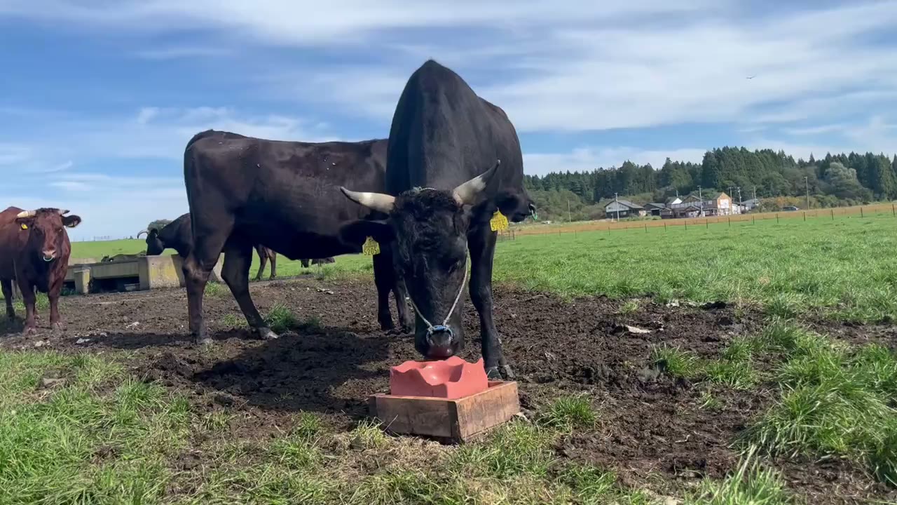 SASAKI FARMの写真(動画)